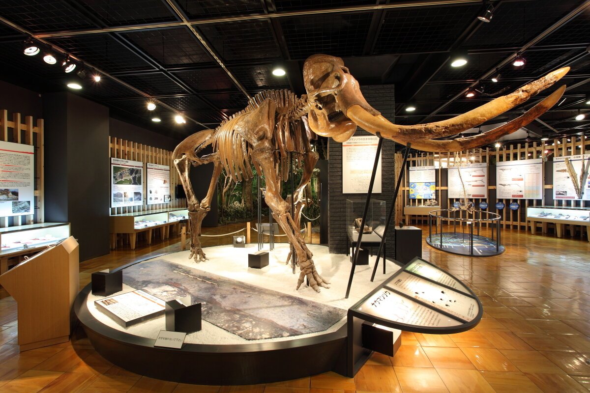 🦋 기시와다 자연 자료관 (Kishiwada Shizen Shiryōkan) 이미지 1